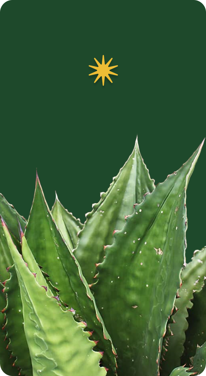 Agave plant